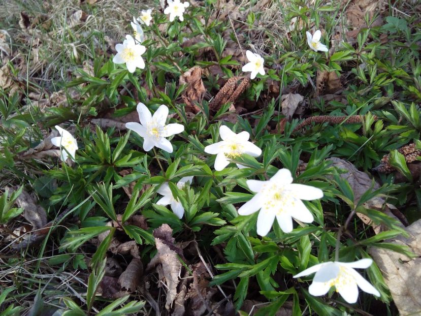  - AAAAA_PRIMAVARA_VARA 2018