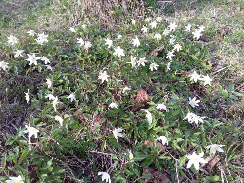  - AAAAA_PRIMAVARA_VARA 2018