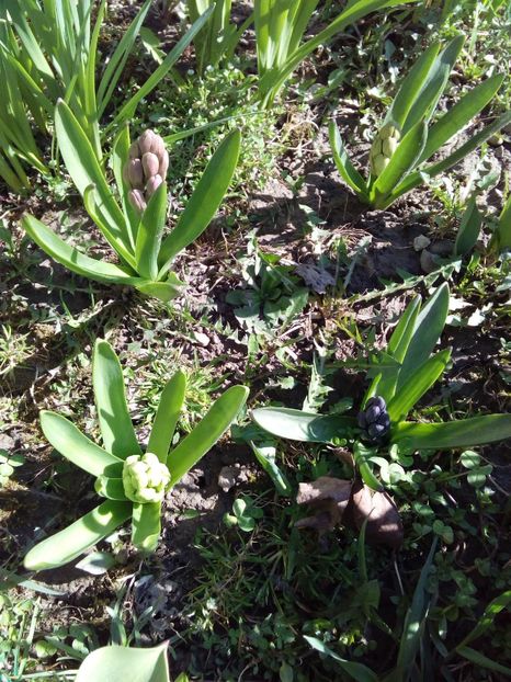  - AAAAA_PRIMAVARA_VARA 2018