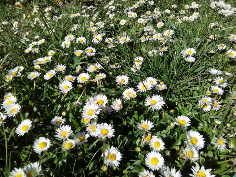  - AAAAA_PRIMAVARA_VARA 2018