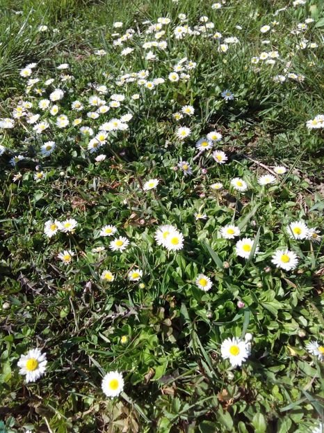  - AAAAA_PRIMAVARA_VARA 2018