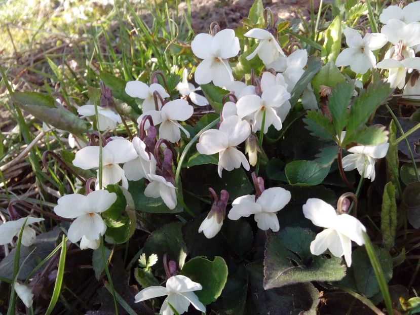  - AAAAA_PRIMAVARA_VARA 2018