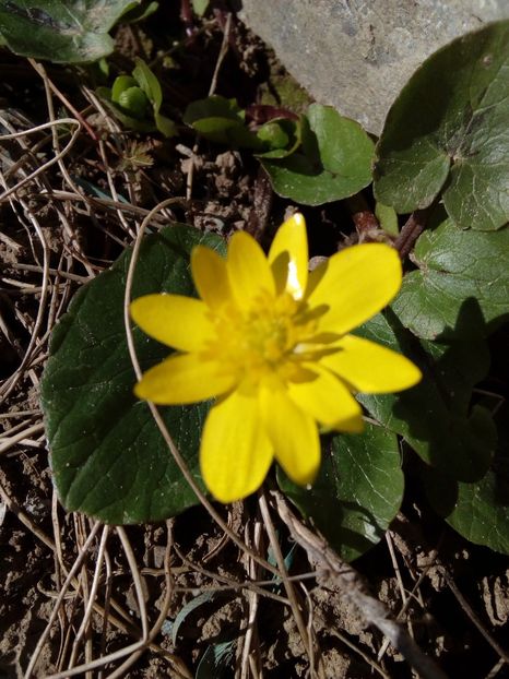  - AAAAA_PRIMAVARA_VARA 2018