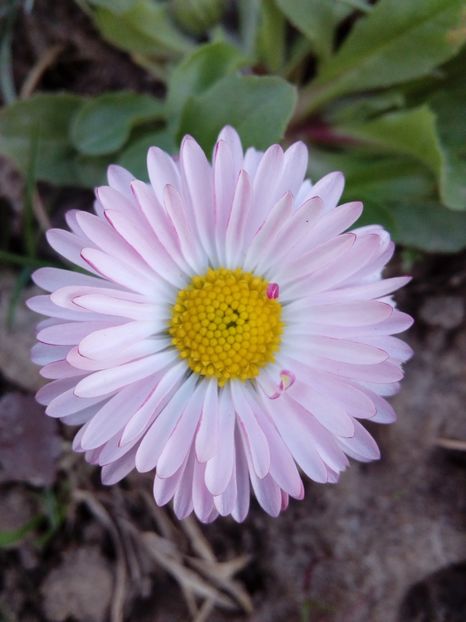  - AAAAA_PRIMAVARA_VARA 2018