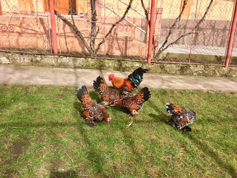 B1BD5D79-FE71-442D-9BE1-ECA3D524E3C1 - 9-DE VANZARE MII DE FLORI