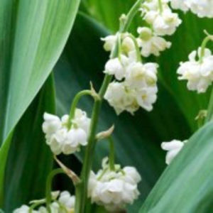 convallaria-majalis-prolificans_180x180 - Achizitii perene