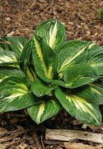 sting2_180x180 - Achizitii perene