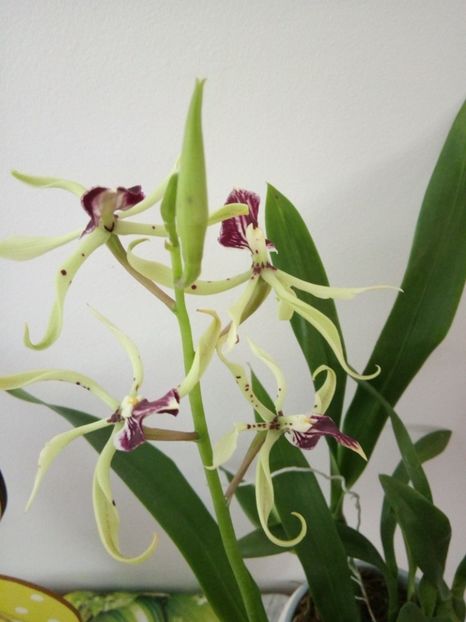  - florile mele dragi