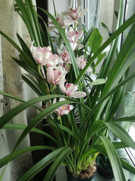 Cymbidium - Orhidee din colecția mea