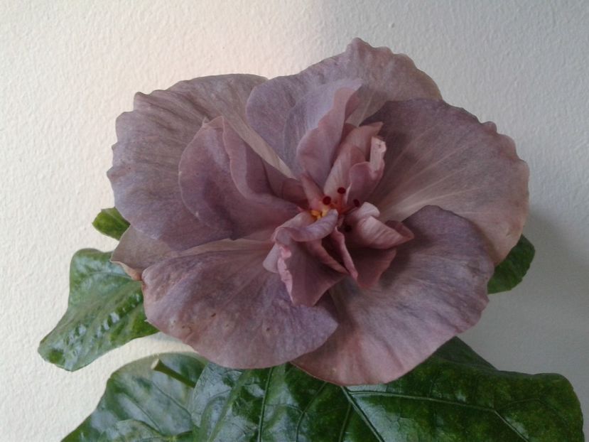  - Hibiscus Snooks