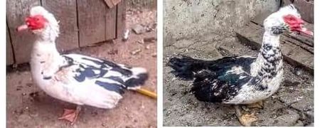 Tată-fiu - Raţe Leșești