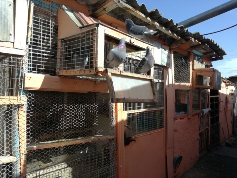  - 2018-04-04 Reproductie