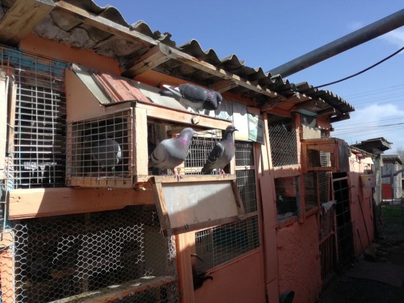  - 2018-04-04 Reproductie