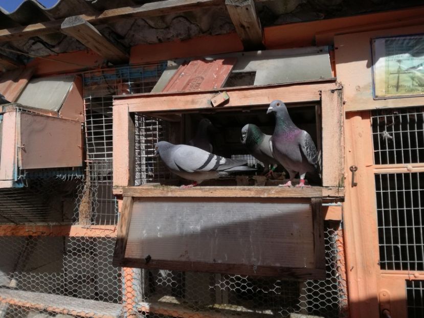  - 2018-04-04 Reproductie