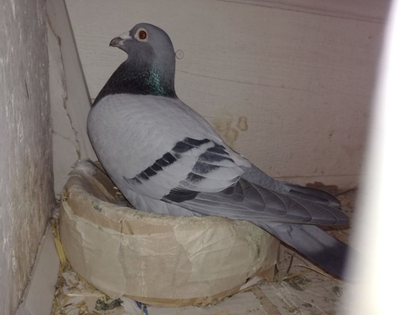  - 2018-04-04 Reproductie