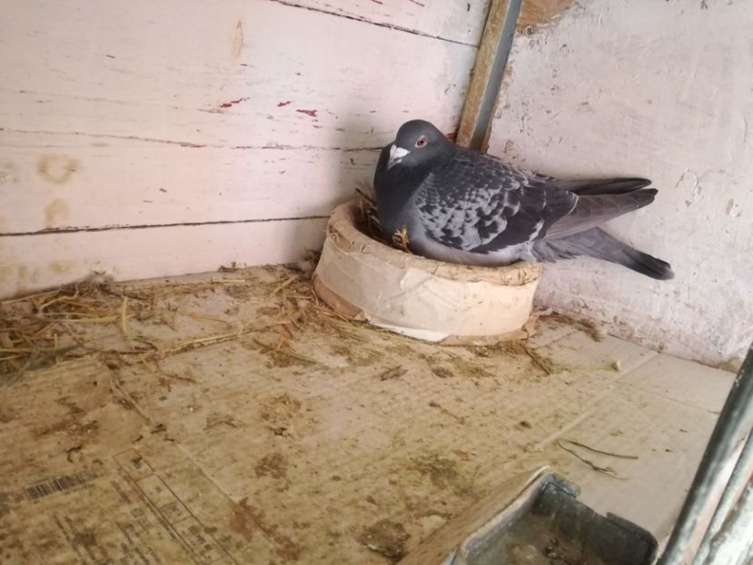  - 2018-04-04 Reproductie