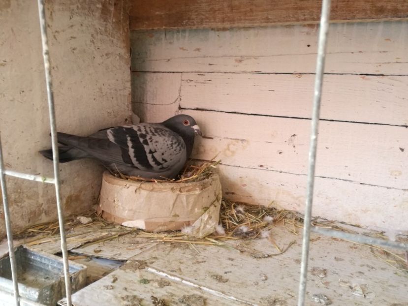  - 2018-04-04 Reproductie