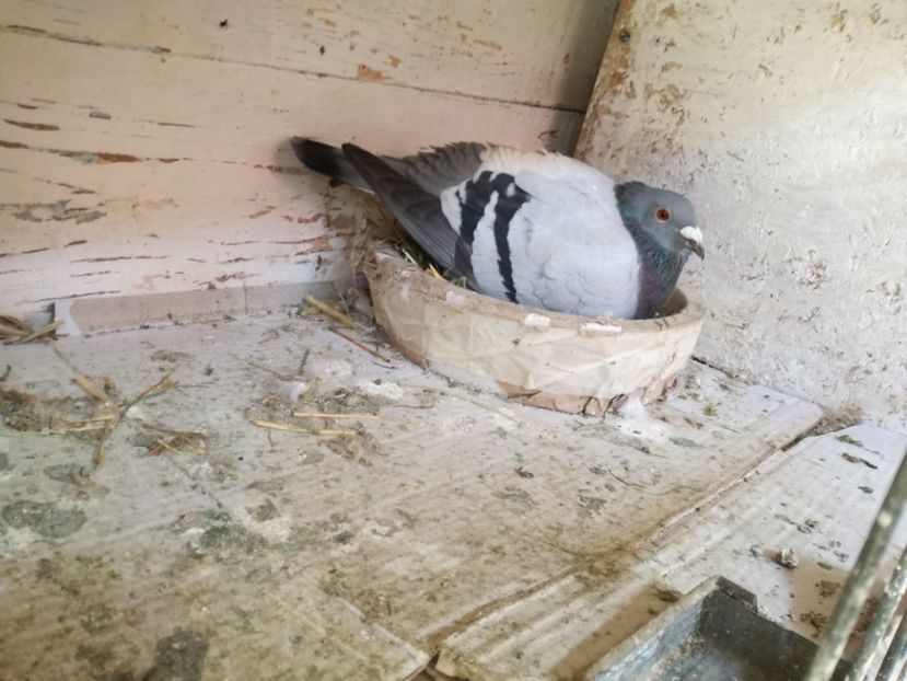  - 2018-04-04 Reproductie