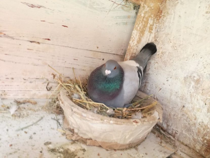  - 2018-04-04 Reproductie