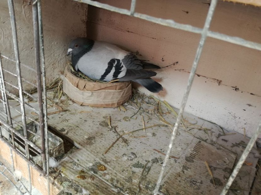  - 2018-04-04 Reproductie