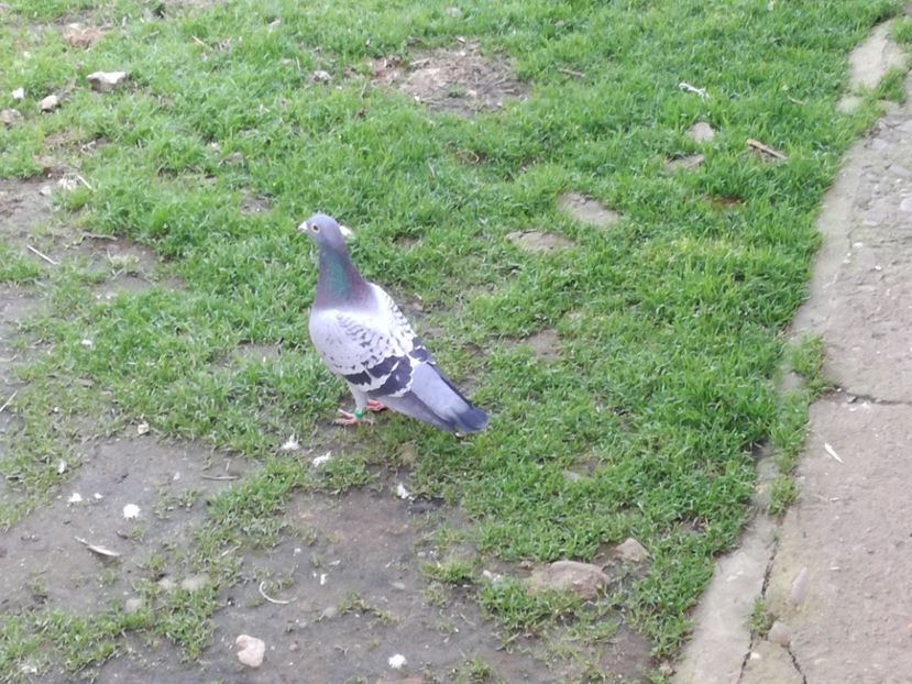  - 2018-04-04 Reproductie