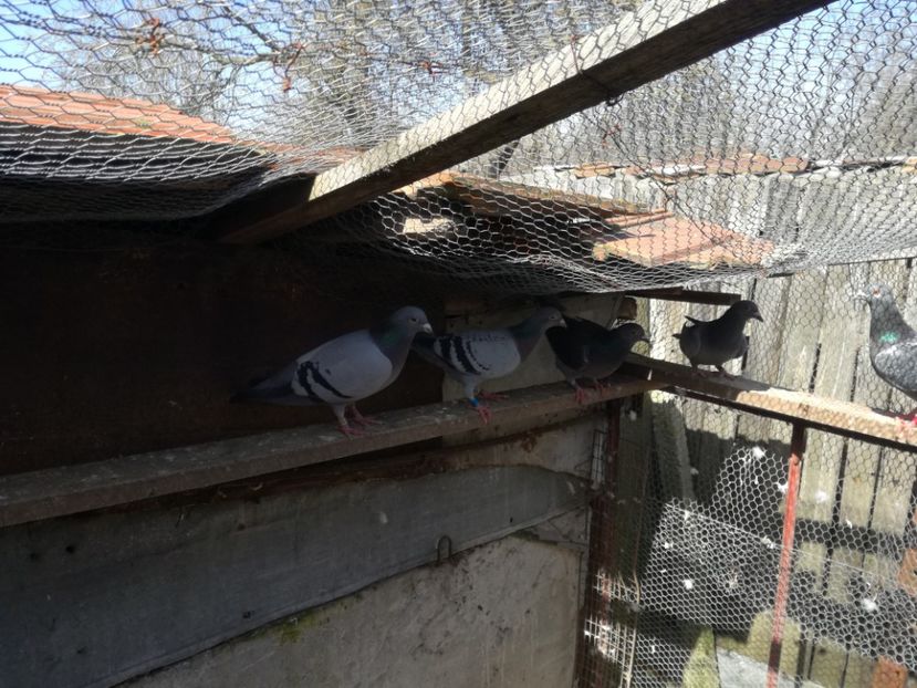  - 2018-04-04 Reproductie