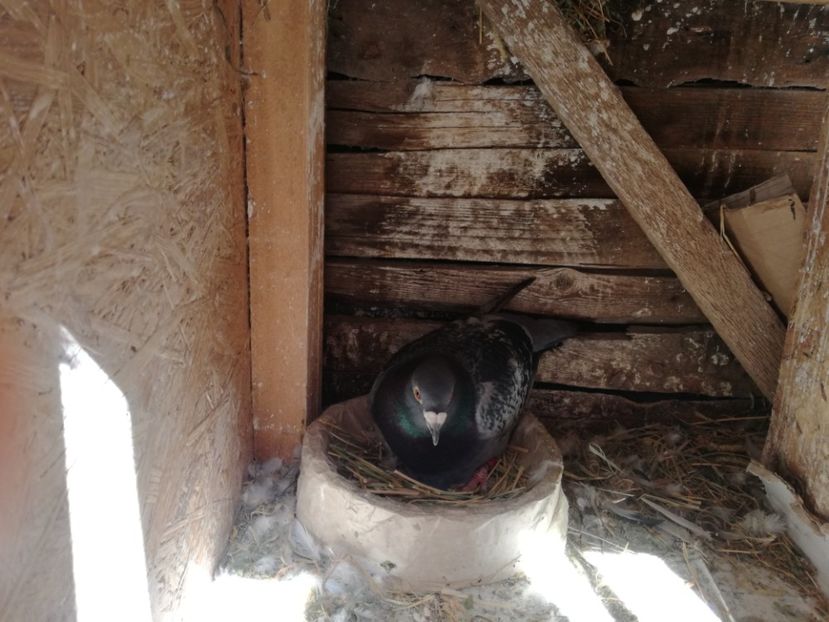  - 2018-04-04 Reproductie