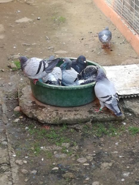  - 2018-04-04 Reproductie