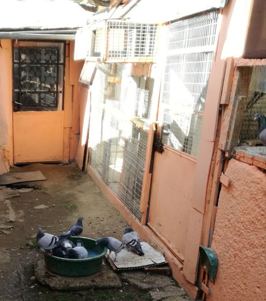  - 2018-04-04 Reproductie