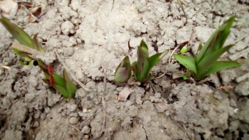 Lilium tigrinum - Gradinita mea - Aprilie 2018
