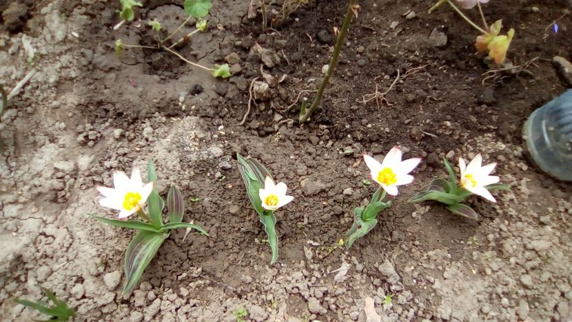 IMG-20180405-WA0020 - Lalele