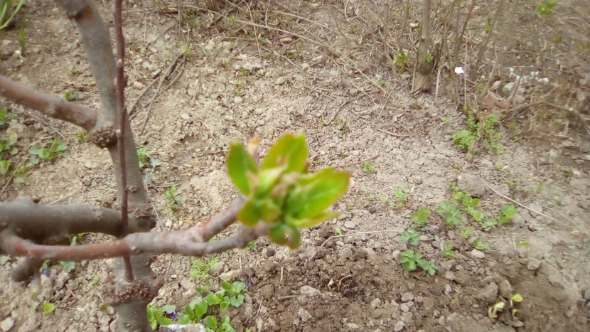 Mugur floral la Măr pitic Russet - Gradinita mea - Aprilie 2018