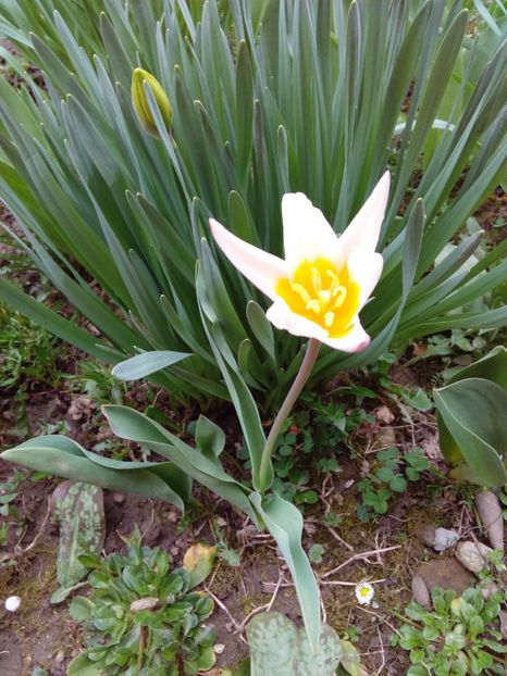  - AAAAA_LALELE 2016_2017_2018_2019