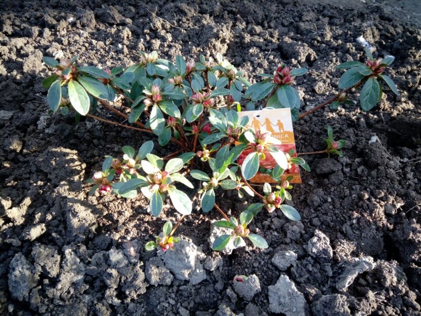 azalea japonica Orange Beauty - Achizitii perene