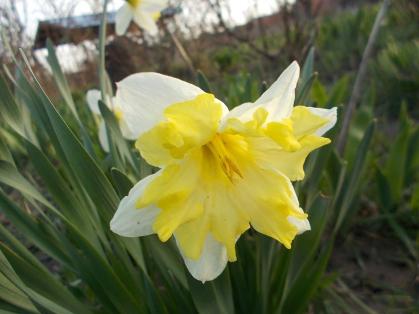  - 2018 Flori de gradina