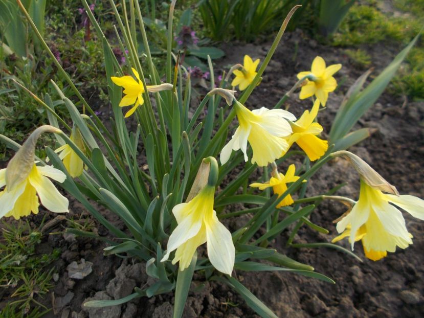  - 2018 Flori de gradina