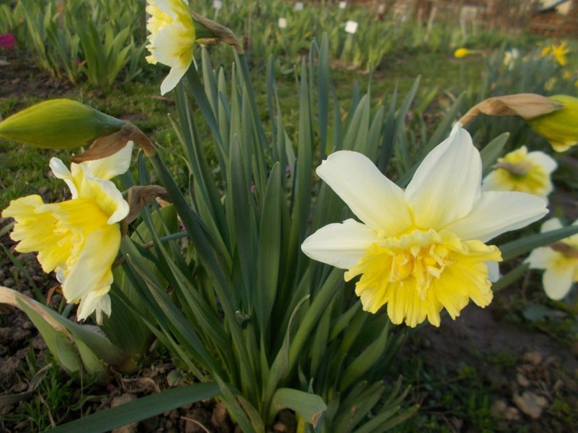  - 2018 Flori de gradina