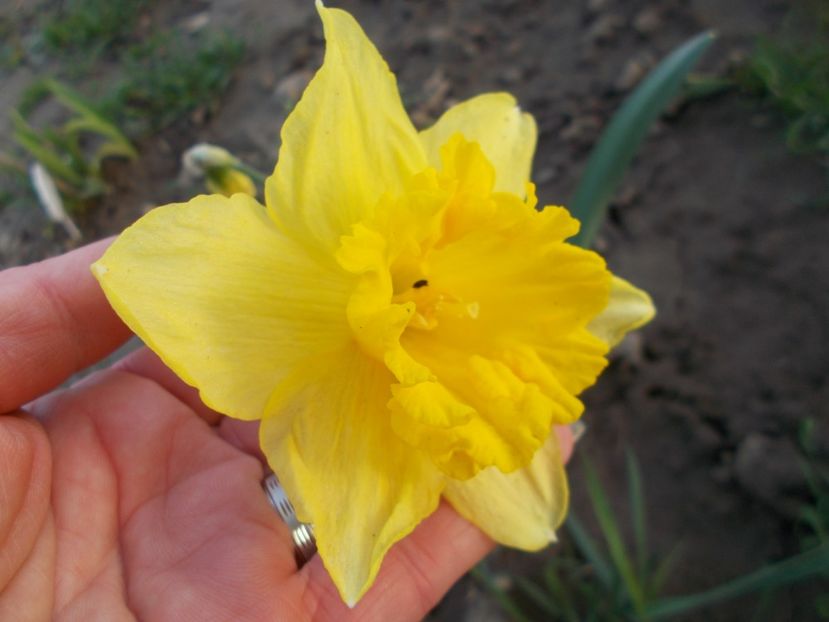  - 2018 Flori de gradina