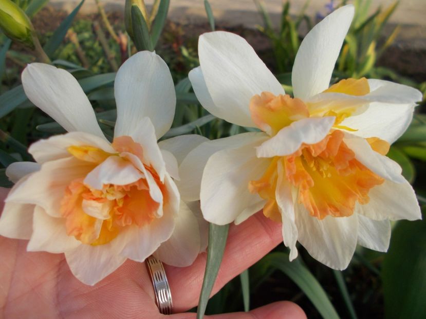  - 2018 Flori de gradina