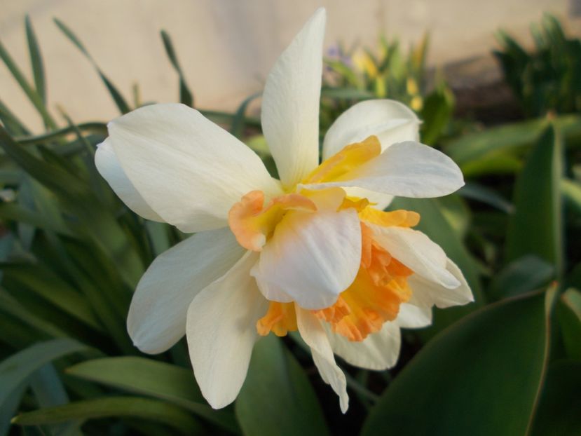  - 2018 Flori de gradina