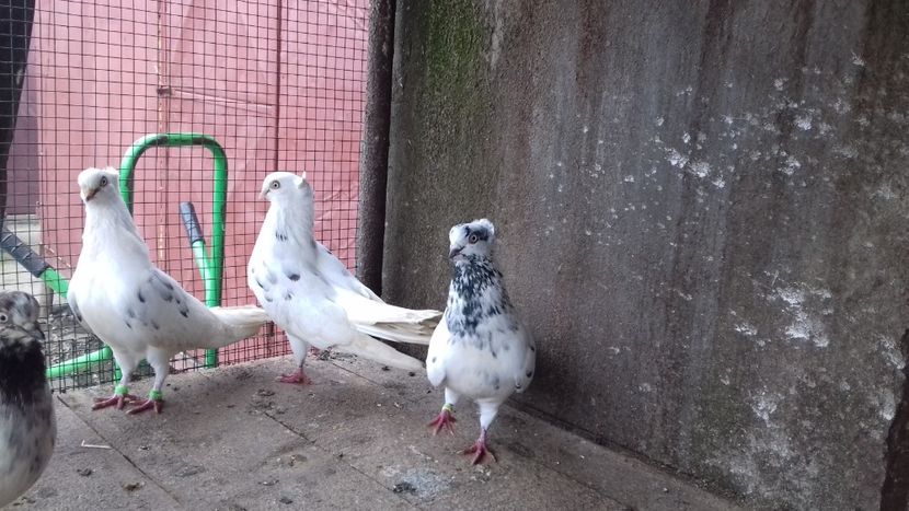  - 2018 jucatori de Amara