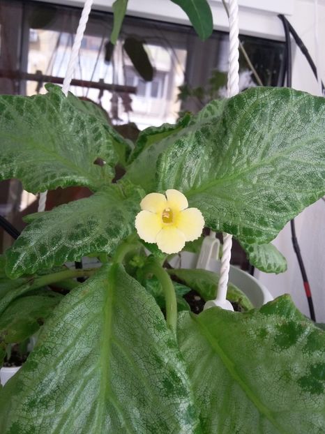 My Precious  (5-04-2018) - Episcii 2018