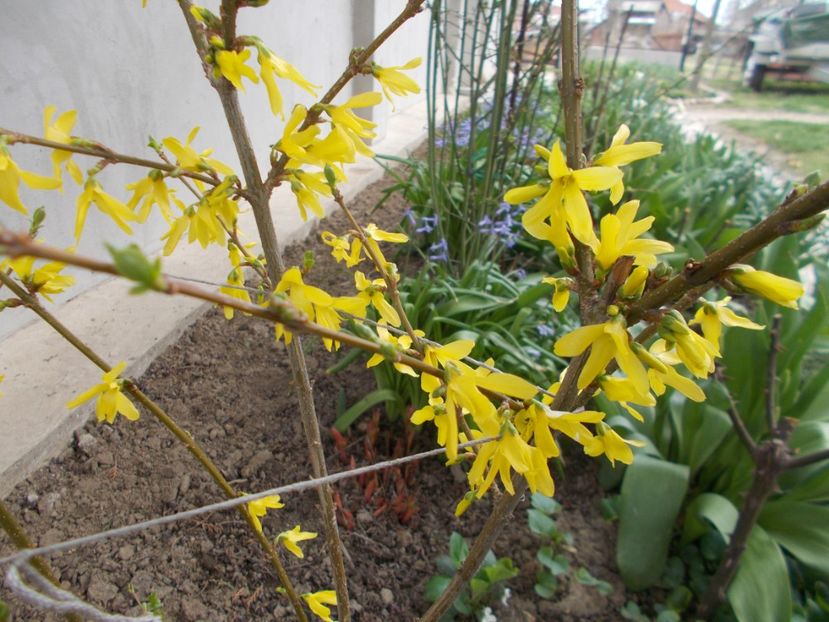  - 2018 Flori de gradina