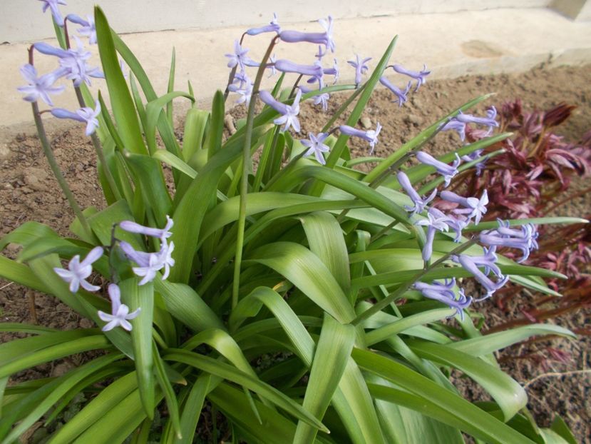  - 2018 Flori de gradina