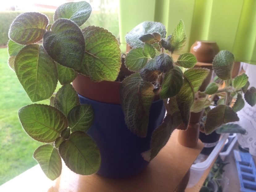 O tai ? - Episcia Pink Panther