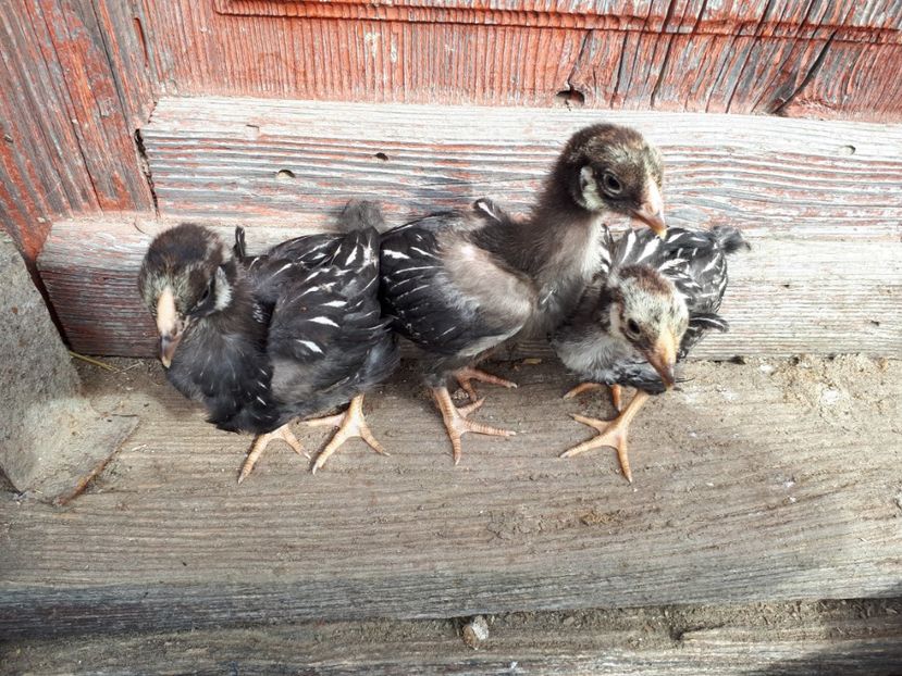  - Wyandotte argintiu