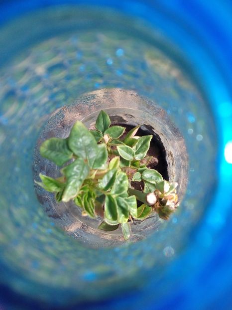  - AAAAA_PRIMAVARA_VARA 2018