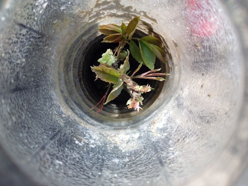  - AAAAA_PRIMAVARA_VARA 2018