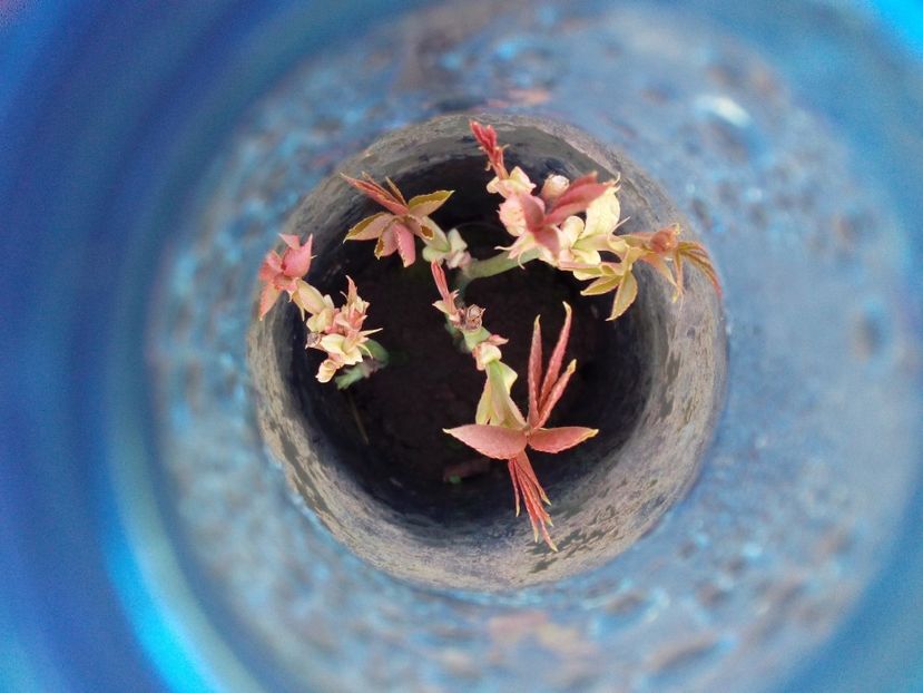  - AAAAA_PRIMAVARA_VARA 2018