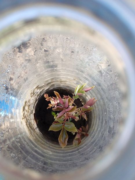  - AAAAA_PRIMAVARA_VARA 2018